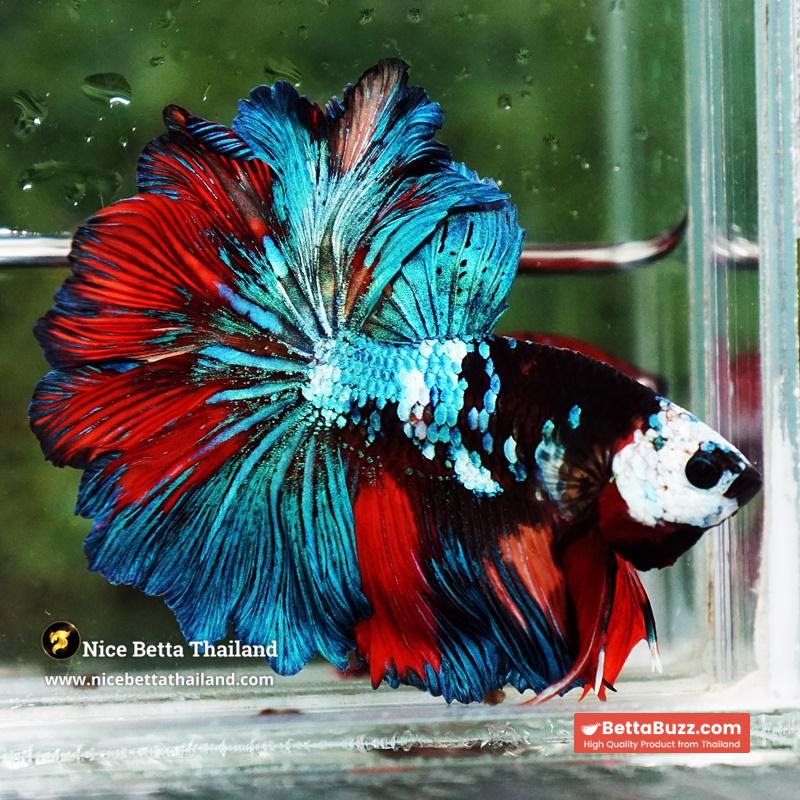 Betta Fish Thunder warrior Black Scaft White Helmet Feathertail OHM