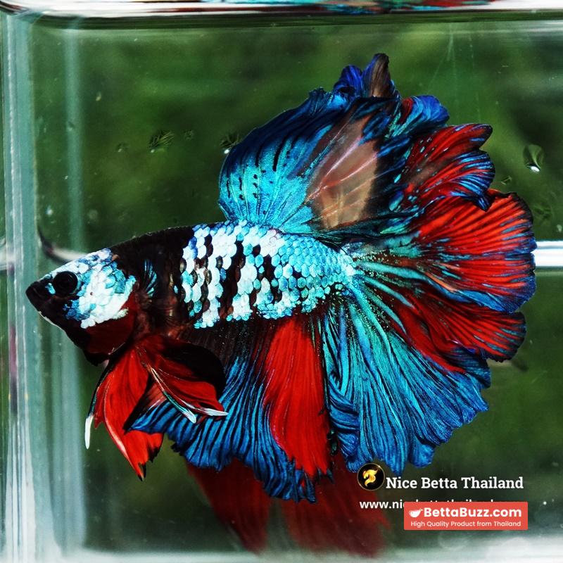 Betta Fish Thunder warrior Black Scaft White Helmet Feathertail OHM - Image 3