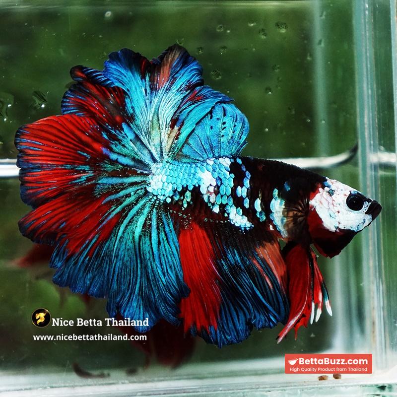 Betta Fish Thunder warrior Black Scaft White Helmet Feathertail OHM - Image 4