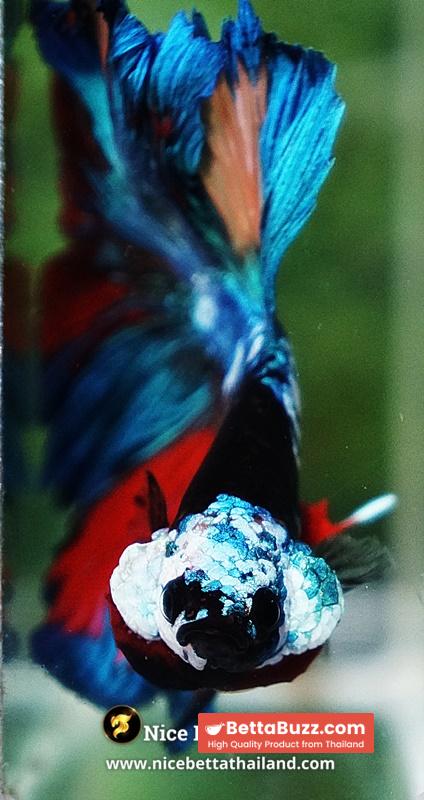 Betta Fish Thunder warrior Black Scaft White Helmet Feathertail OHM - Image 8