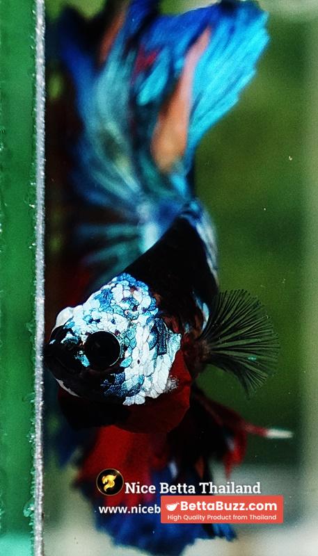 Betta Fish Thunder warrior Black Scaft White Helmet Feathertail OHM - Image 9