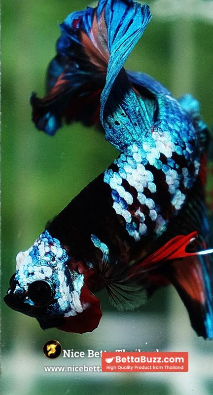 Betta Fish Thunder warrior Black Scaft White Helmet Feathertail OHM - Image 10