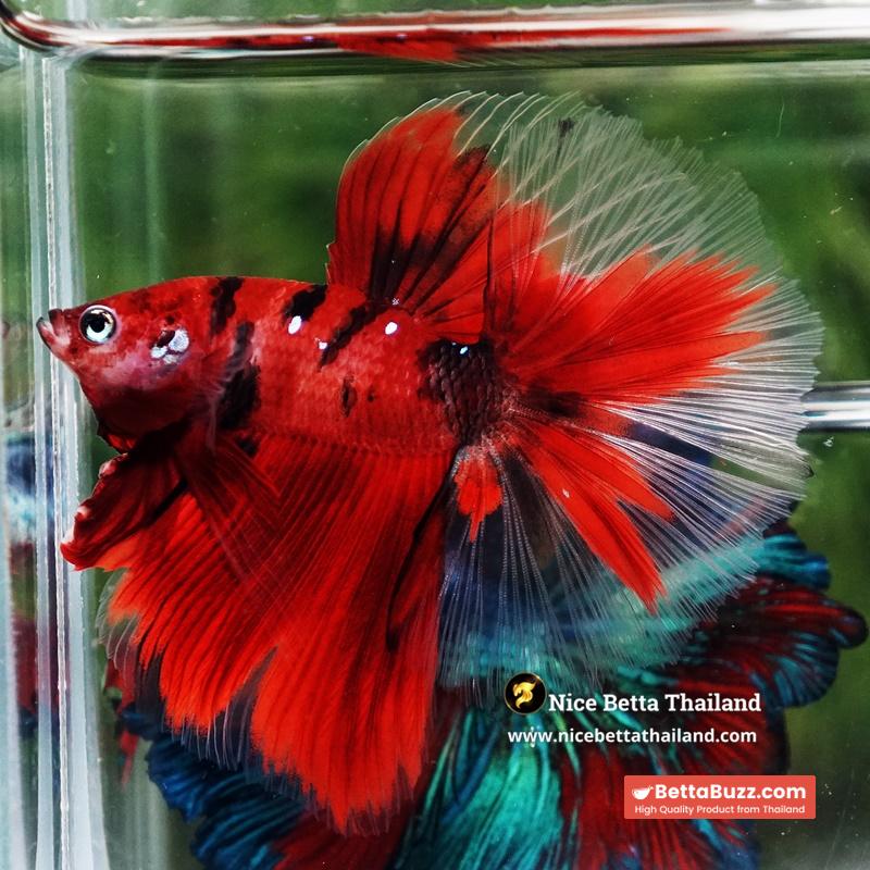 Betta Fish Ruby Tiger Overlord Koi OHM - Image 4