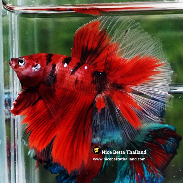Betta Fish Ruby Tiger Overlord Koi OHM