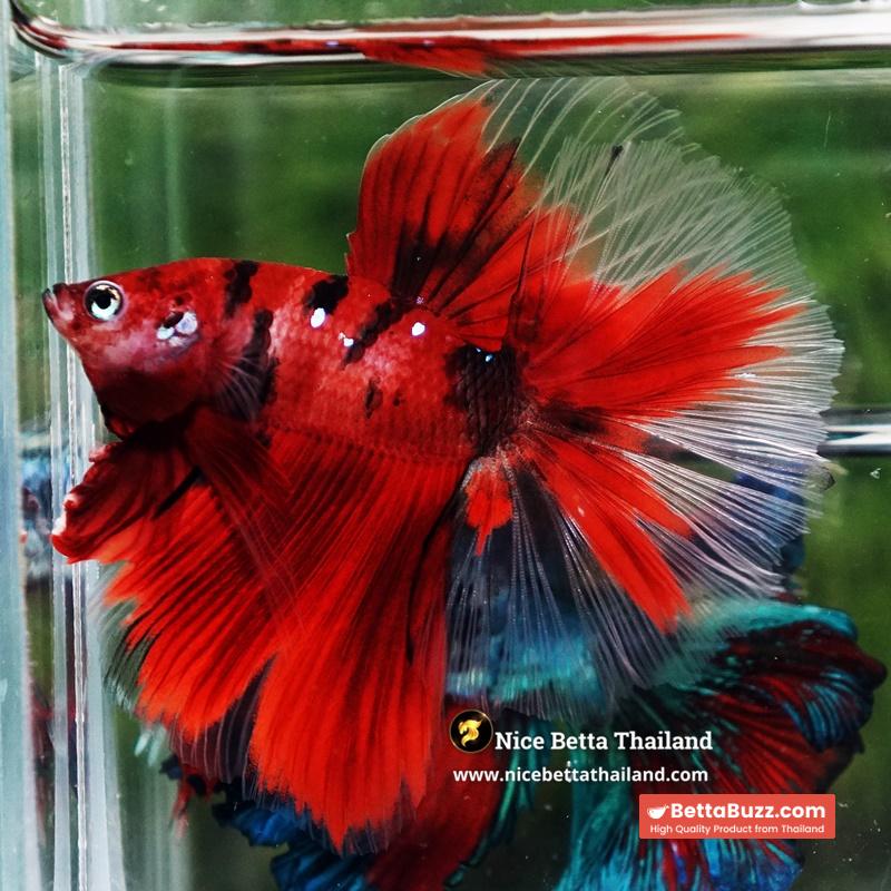 Betta Fish Ruby Tiger Overlord Koi OHM
