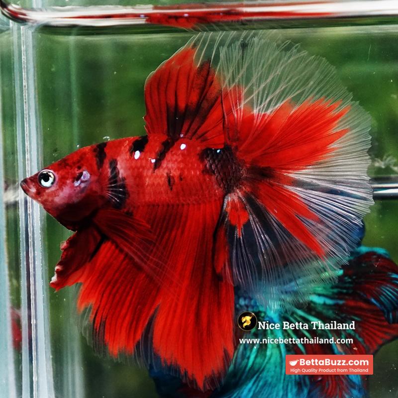 Betta Fish Ruby Tiger Overlord Koi OHM - Image 6