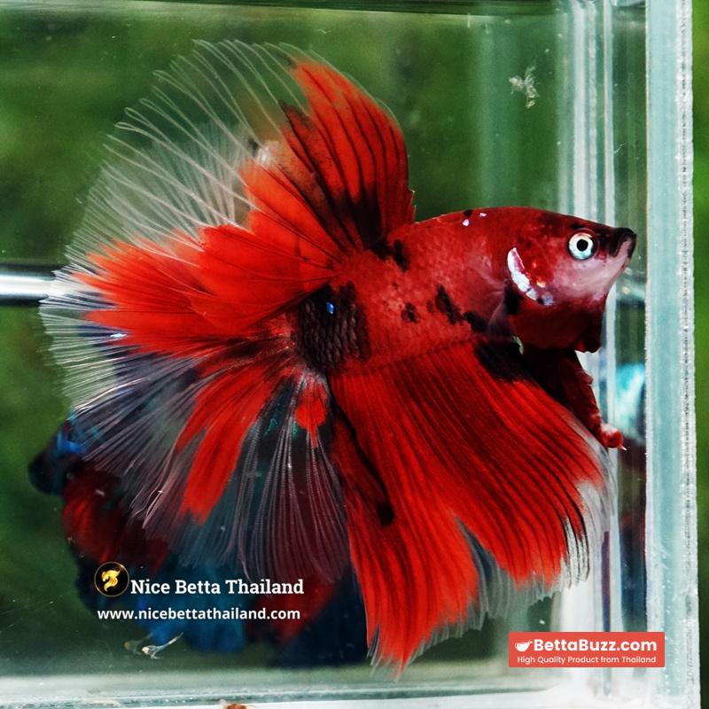 Betta Fish Ruby Tiger Overlord Koi OHM - Image 3