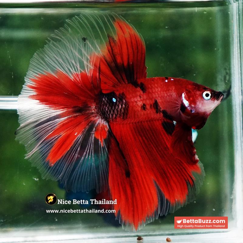 Betta Fish Ruby Tiger Overlord Koi OHM - Image 7