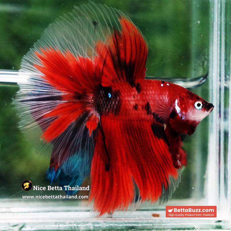 Betta Fish Ruby Tiger Overlord Koi OHM - Image 5