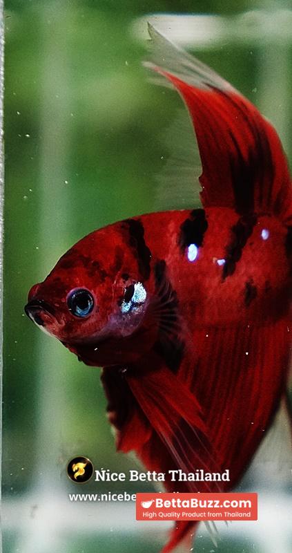 Betta Fish Ruby Tiger Overlord Koi OHM - Image 8