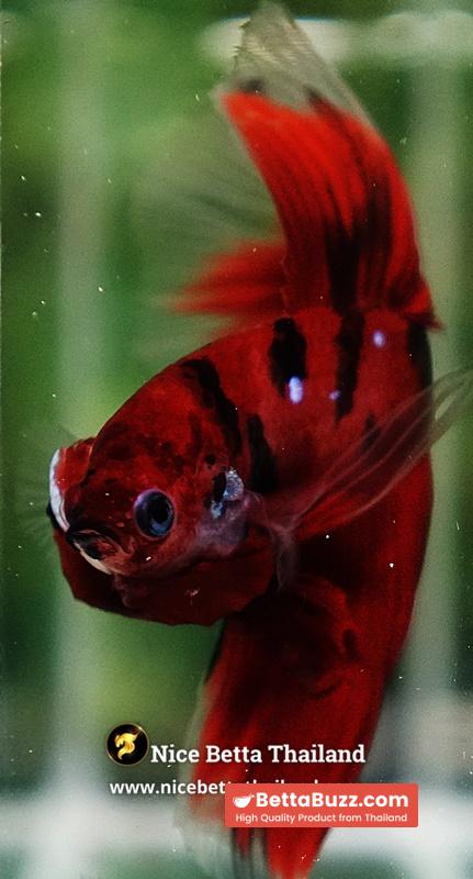 Betta Fish Ruby Tiger Overlord Koi OHM - Image 9