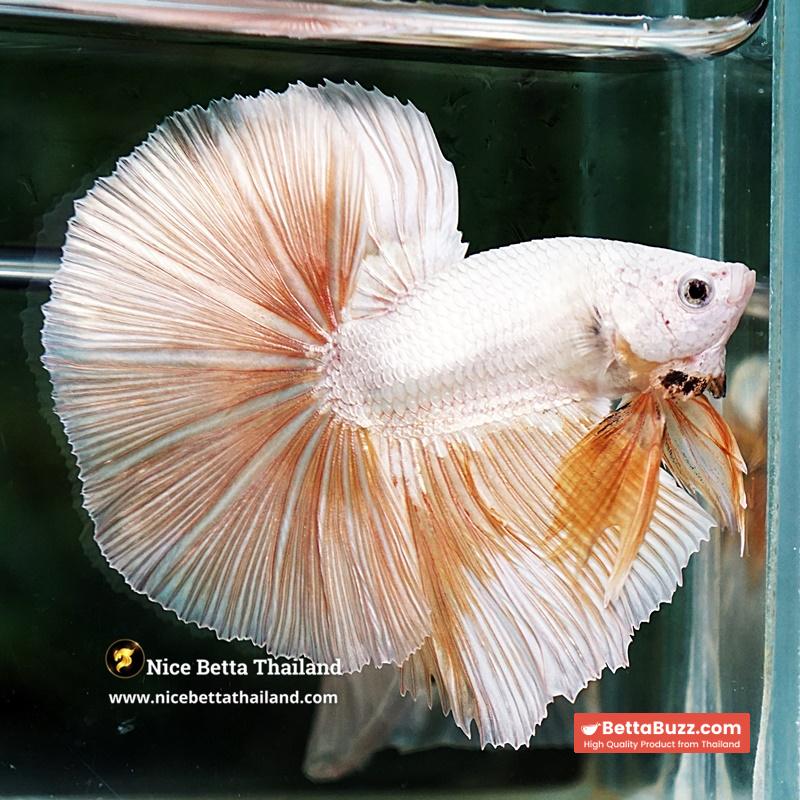 Betta Fish Golden Mist Dragon Hawk OHM - Image 4
