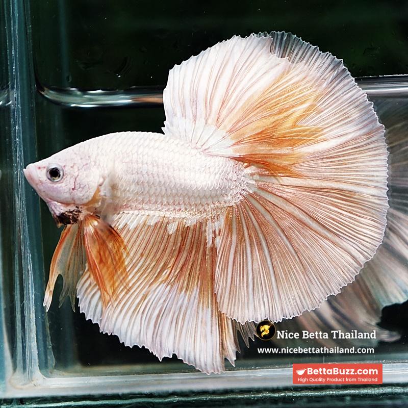 Betta Fish Golden Mist Dragon Hawk OHM - Image 7