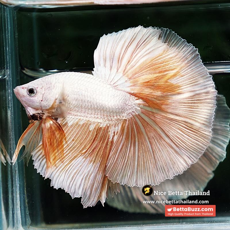 Betta Fish Golden Mist Dragon Hawk OHM - Image 5