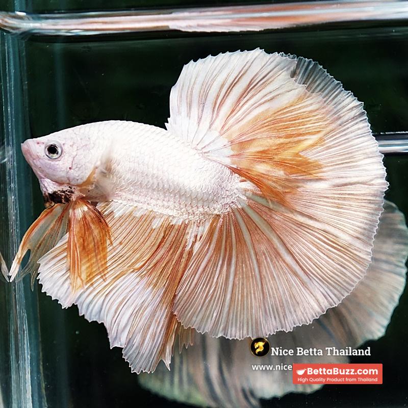 Betta Fish Golden Mist Dragon Hawk OHM - Image 3