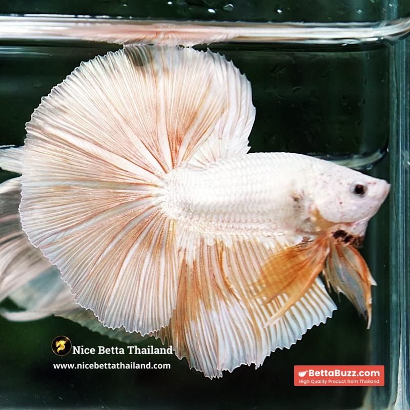 Betta Fish Golden Mist Dragon Hawk OHM - Image 6