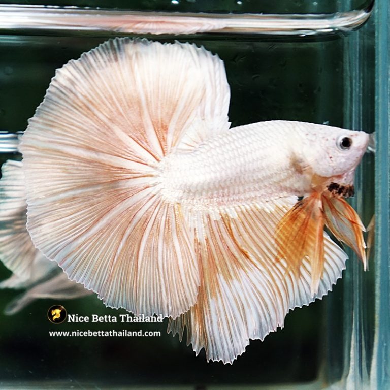 Betta Fish Golden Mist Dragon Hawk OHM
