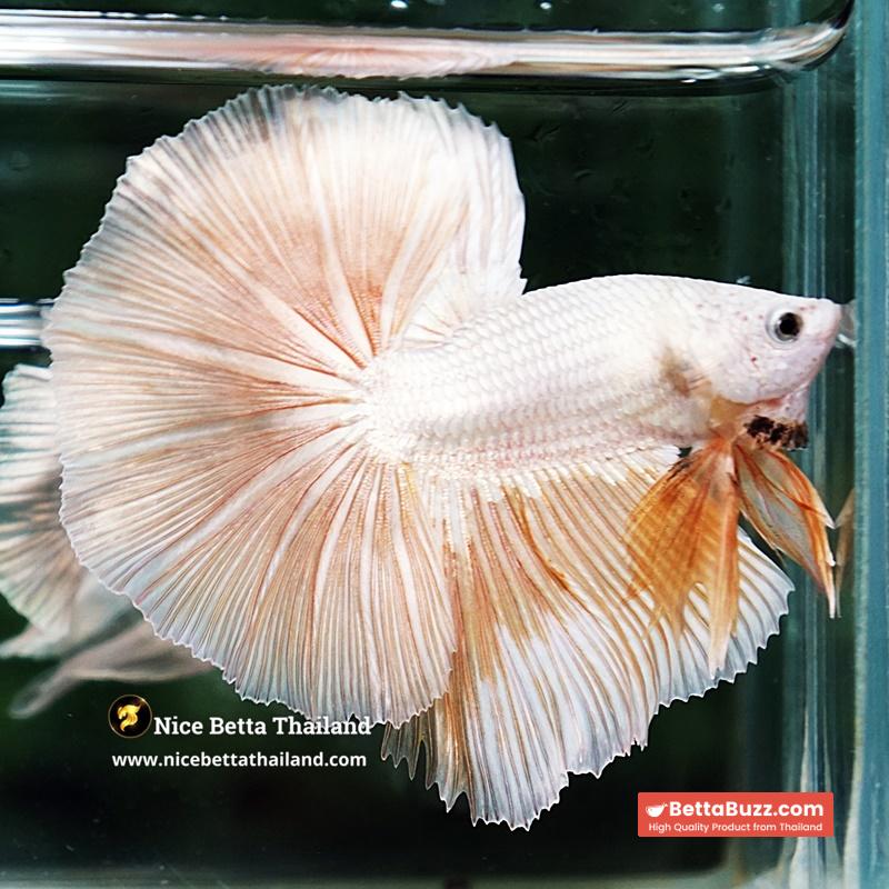 Betta Fish Golden Mist Dragon Hawk OHM