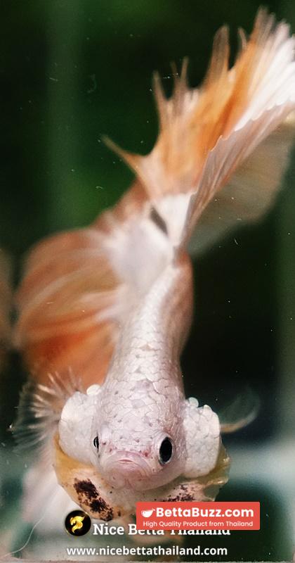Betta Fish Golden Mist Dragon Hawk OHM - Image 8