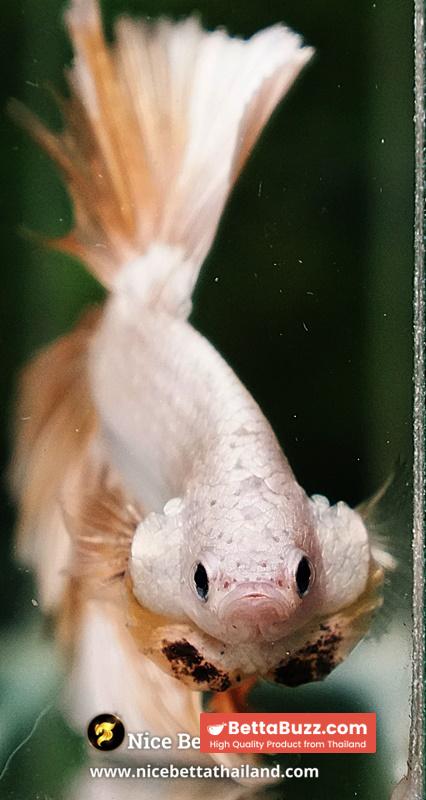 Betta Fish Golden Mist Dragon Hawk OHM - Image 9