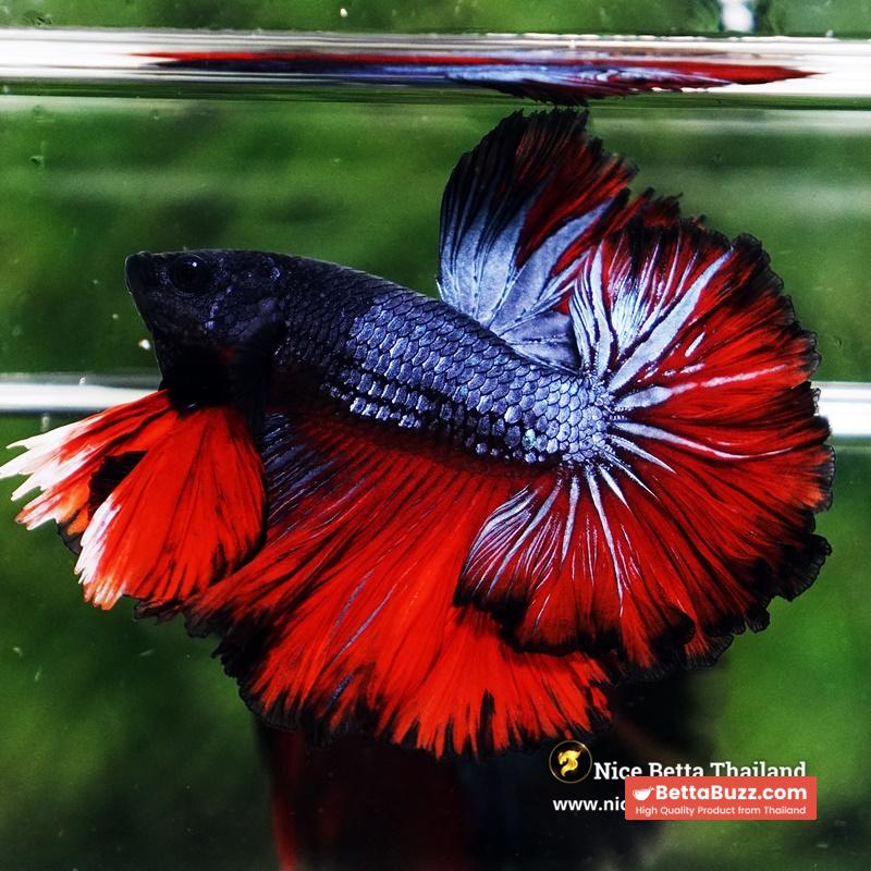 Betta Fish Hell Icon Sky Hawk Rosetial OHM - Image 2