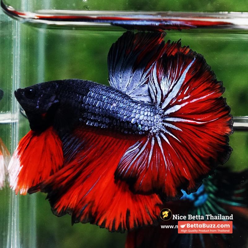 Betta Fish Hell Icon Sky Hawk Rosetial OHM - Image 6