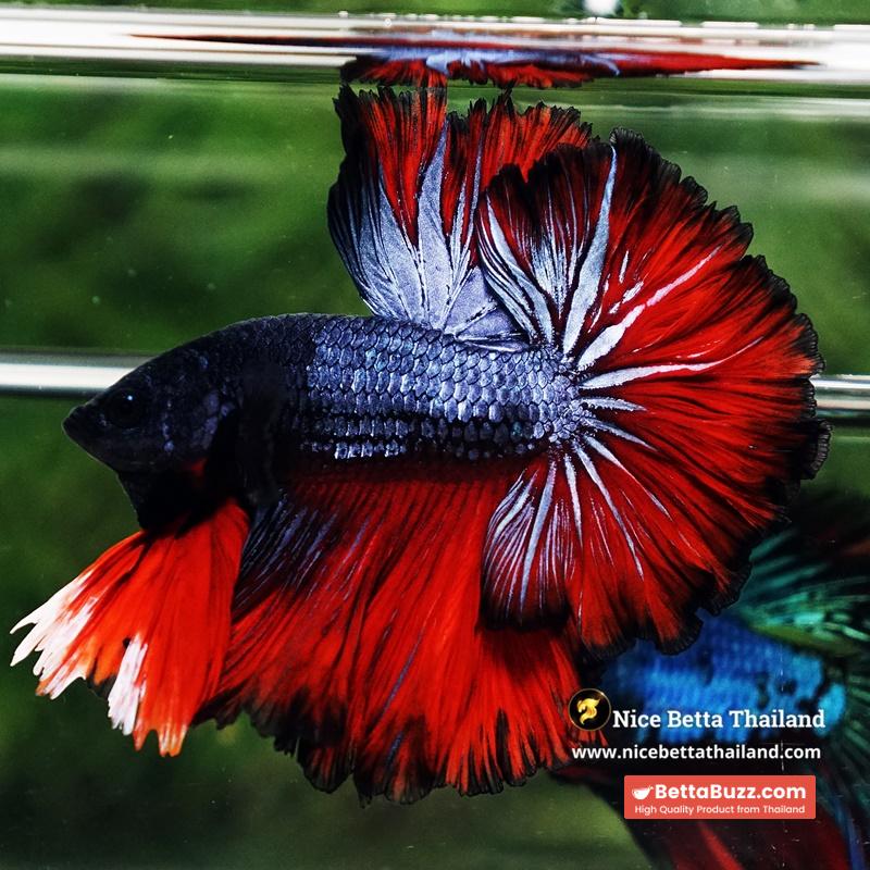 Betta Fish Hell Icon Sky Hawk Rosetial OHM - Image 4