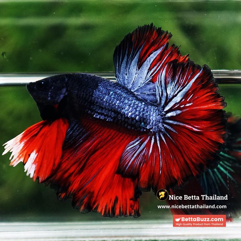 Betta Fish Hell Icon Sky Hawk Rosetial OHM - Image 7