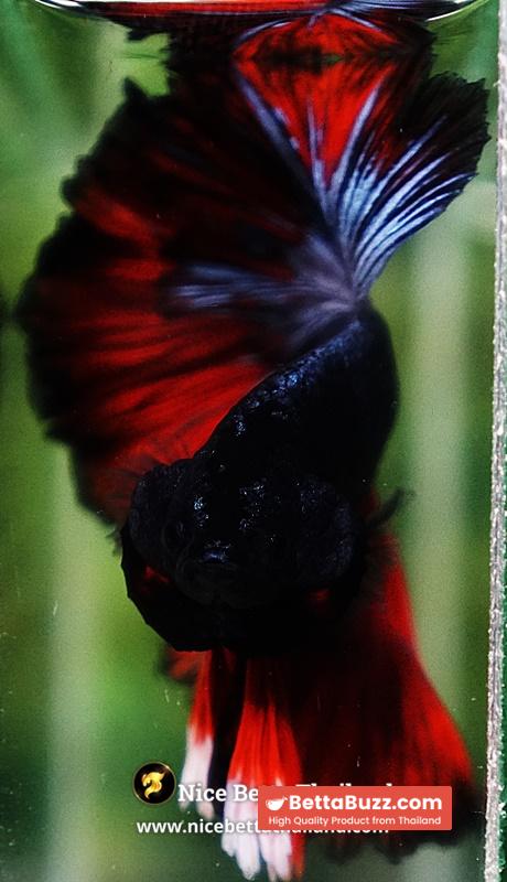 Betta Fish Hell Icon Sky Hawk Rosetial OHM - Image 8