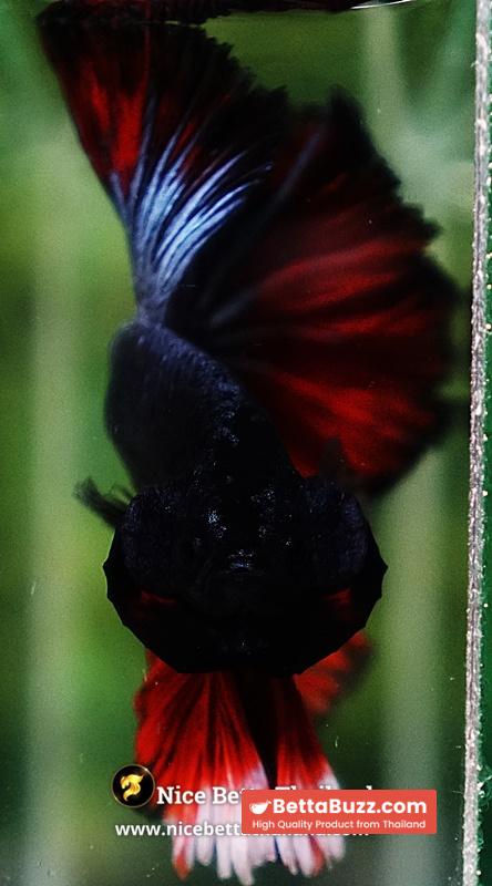 Betta Fish Hell Icon Sky Hawk Rosetial OHM - Image 9