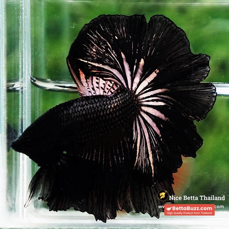 Betta Fish King Black Orchid Hawk OHM