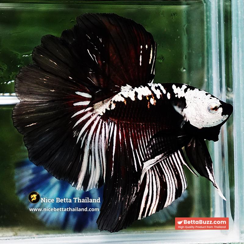 Betta fish Killer Shadow Vampire Samurai Rosetail OHM (Ultra Rare) - Image 3