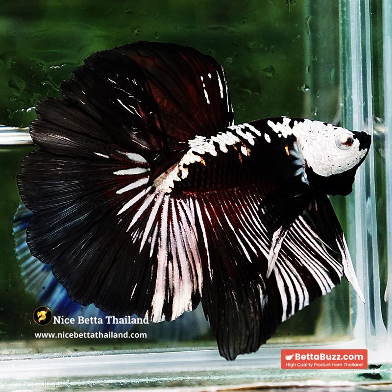 Betta fish Killer Shadow Vampire Samurai Rosetail OHM (Ultra Rare) - Image 5