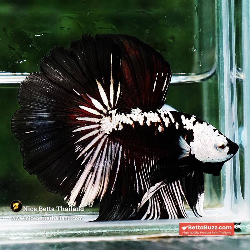 Betta fish Killer Shadow Vampire Samurai Rosetail OHM (Ultra Rare) - Image 7