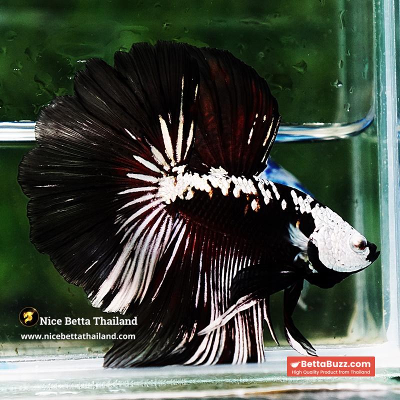 Betta fish Killer Shadow Vampire Samurai Rosetail OHM (Ultra Rare) - Image 9
