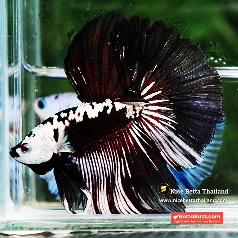 Betta fish Killer Shadow Vampire Samurai Rosetail OHM (Ultra Rare) - Image 8
