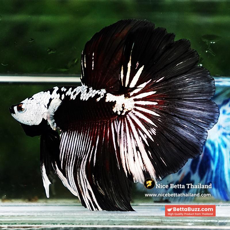 Betta fish Killer Shadow Vampire Samurai Rosetail OHM (Ultra Rare) - Image 2