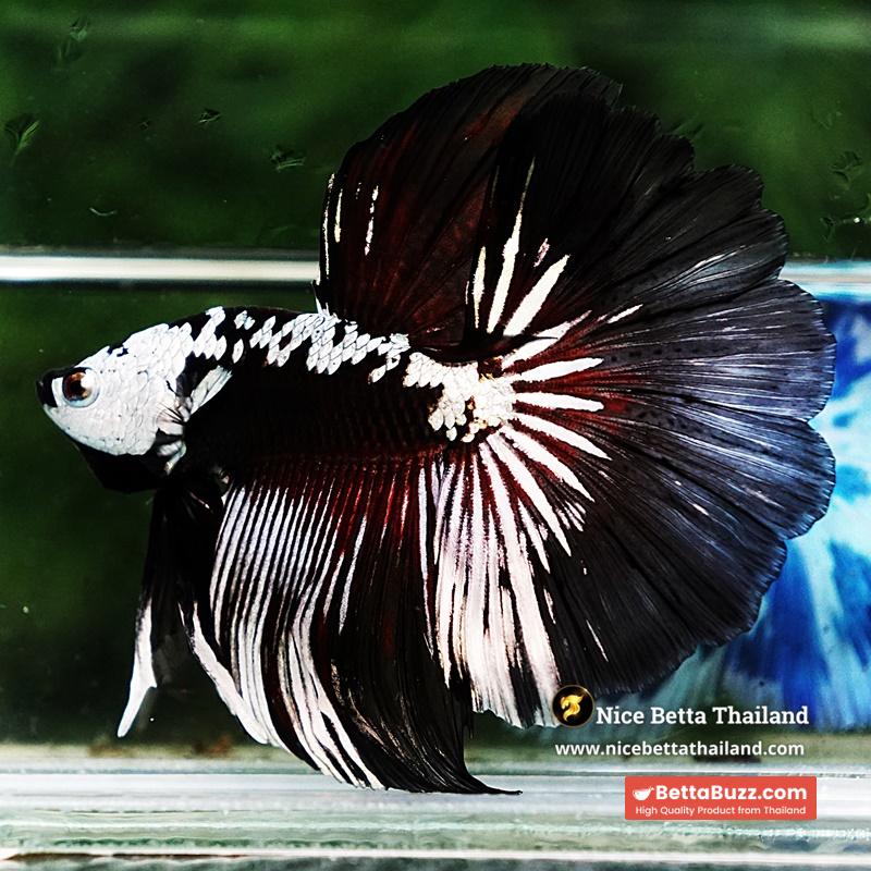 Betta fish Killer Shadow Vampire Samurai Rosetail OHM (Ultra Rare) - Image 10