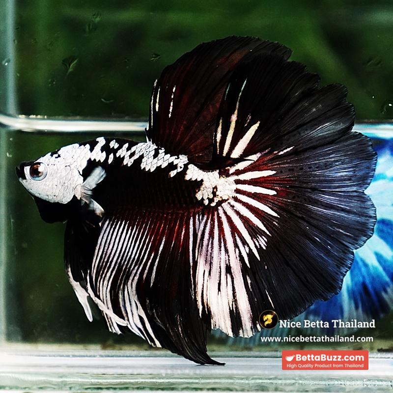 Betta fish Killer Shadow Vampire Samurai Rosetail OHM (Ultra Rare) - Image 4
