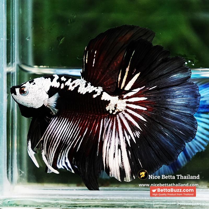 Betta fish Killer Shadow Vampire Samurai Rosetail OHM (Ultra Rare) - Image 6