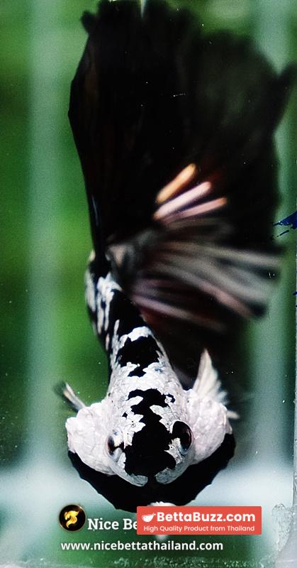 Betta fish Killer Shadow Vampire Samurai Rosetail OHM (Ultra Rare) - Image 11