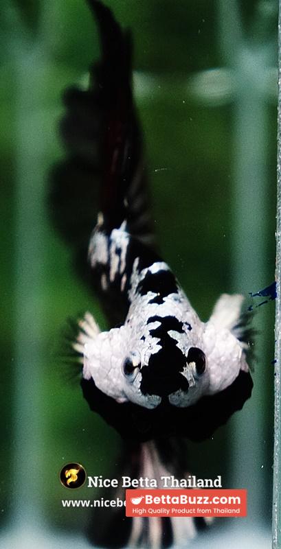 Betta fish Killer Shadow Vampire Samurai Rosetail OHM (Ultra Rare) - Image 12