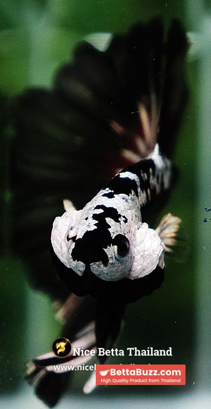 Betta fish Killer Shadow Vampire Samurai Rosetail OHM (Ultra Rare) - Image 13