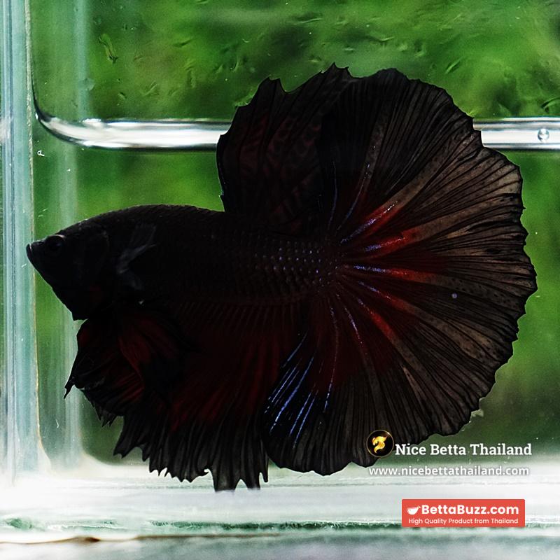 Betta Fish Vamprie Black Hole OHM