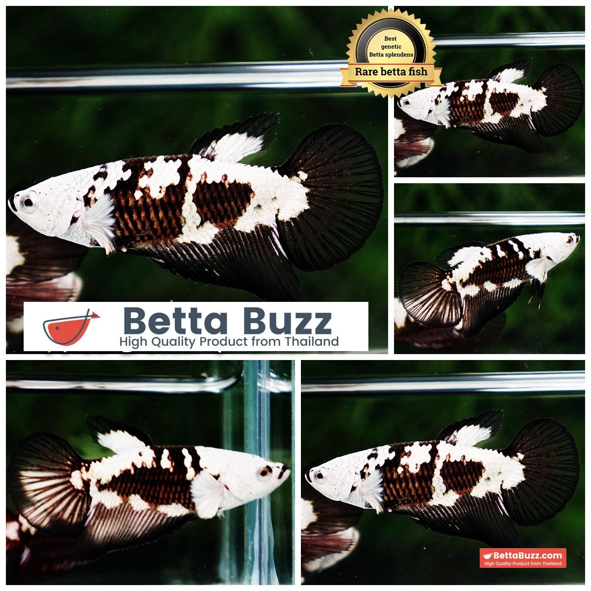 Queen Betta fish Killer Shadow Black Star Samurai (Ultra Rare) HM