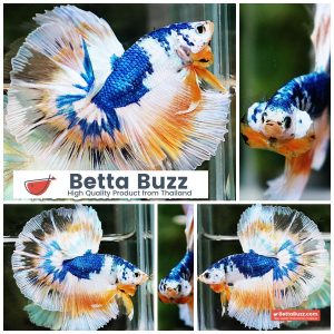 Betta Fish Fancy Macaw Gold Eyes OHM