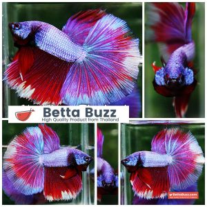 Betta Fish Purple Royal Pony Lavender HM