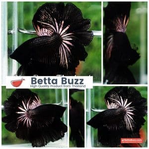 Betta Fish King Black Orchid Hawk OHM