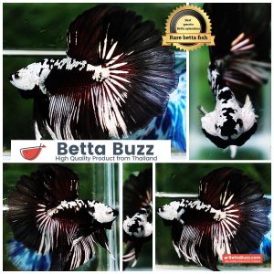 Betta fish Killer Shadow Vampire Samurai Rosetail OHM (Ultra Rare)