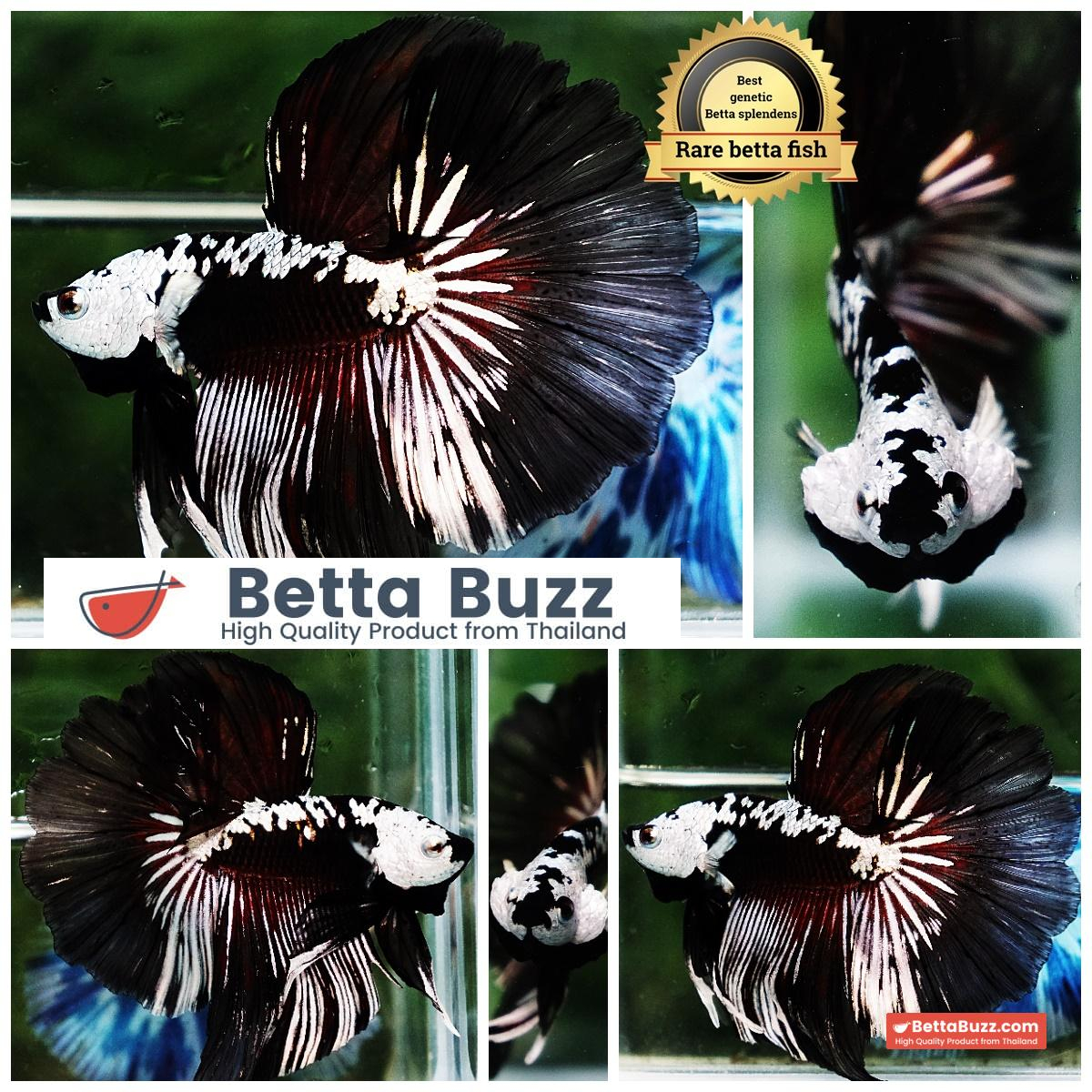 Betta fish Killer Shadow Vampire Samurai Rosetail OHM (Ultra Rare)